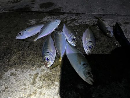 大アジよく釣れます