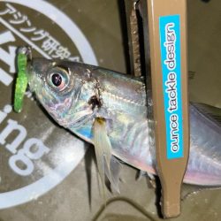 寒くてもアジング2