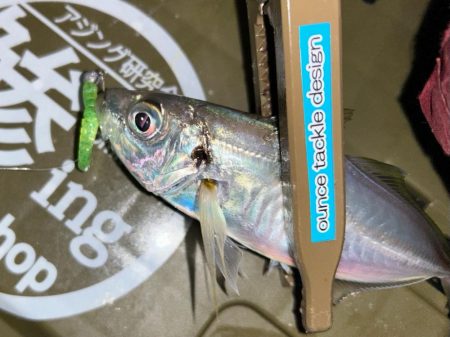 寒くてもアジング2