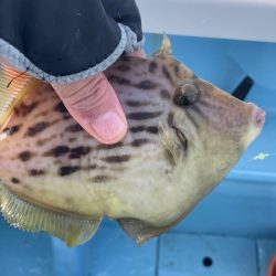 相模湾でのカワハギ