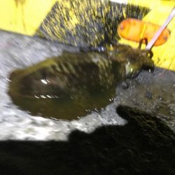 やったぜアオリ!