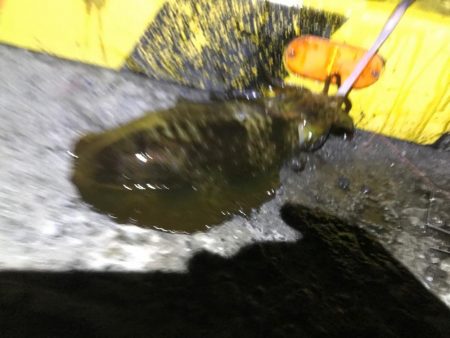 やったぜアオリ!