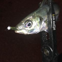 山陰アジング冬の陣