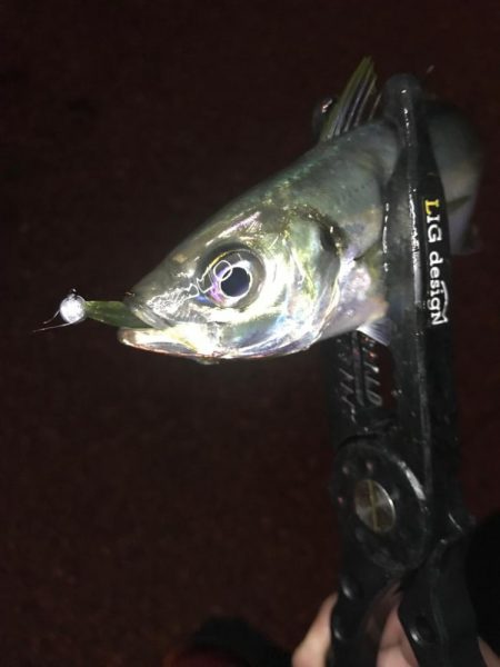 山陰アジング冬の陣