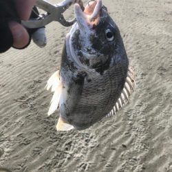 サーフフィッシング