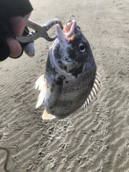 サーフフィッシング