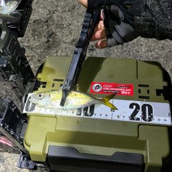 ナイトアジング