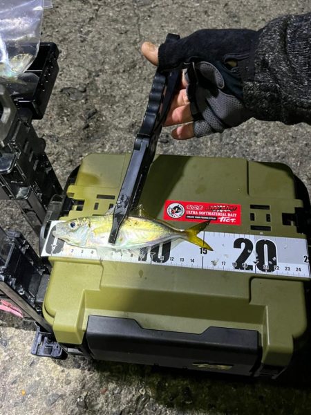 ナイトアジング