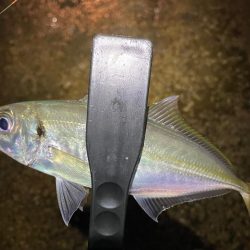 ナイトアジング