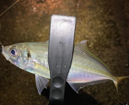 ナイトアジング