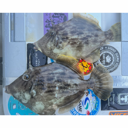 カワハギ/カワハギ仕掛け