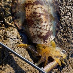 海からのメリクリ❣️