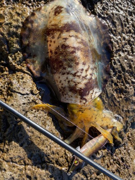 海からのメリクリ❣️