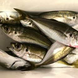 カスタムロッド試投・中アジ探し