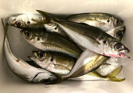 カスタムロッド試投・中アジ探し