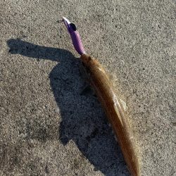 12月も懲りずにエギングで何とかキャッチ!