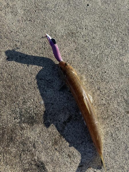 12月も懲りずにエギングで何とかキャッチ!