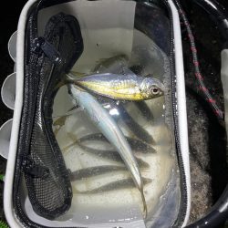 釣り納めアジング🎣