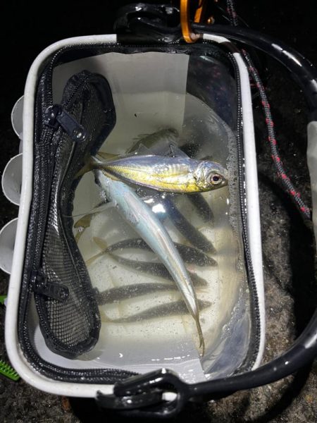 釣り納めアジング🎣