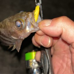 釣り納めメバリング♪