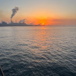 今年初のませ成功!