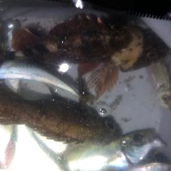 自作ロッドのデビュー戦