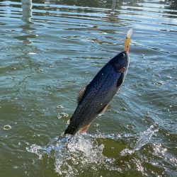 かめプーにて釣り納め