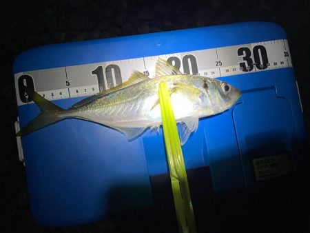 煙樹ヶ浜でカゴ釣り