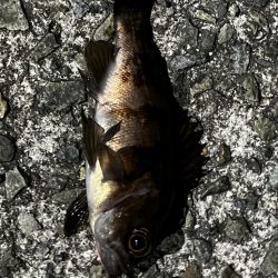 淡路島、爆風アジング