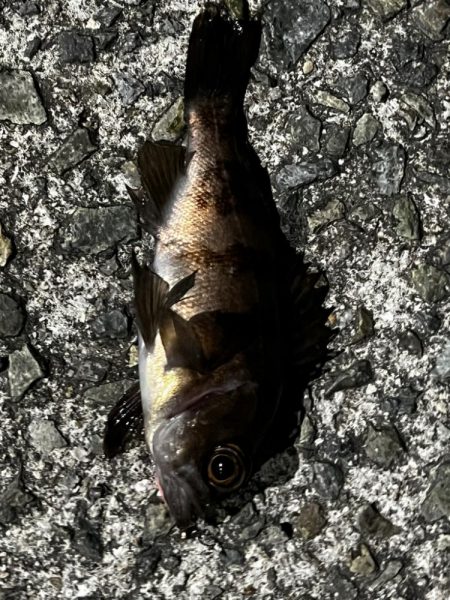 淡路島、爆風アジング