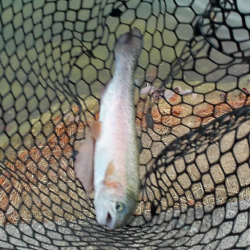 ボトムスプーン強し