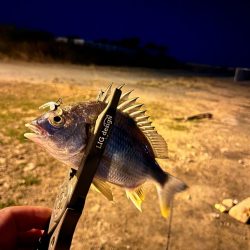 姫路ライトゲーム