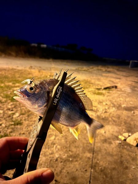 姫路ライトゲーム