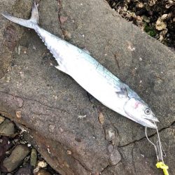 サゴシが食べたくて