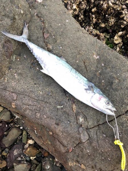 サゴシが食べたくて