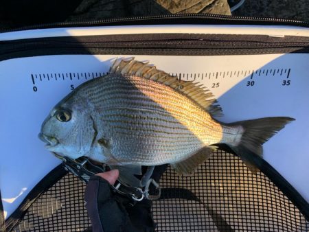 グレ狙いで釣り納め