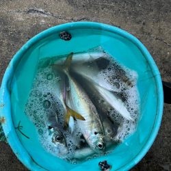 大アジよく釣れました