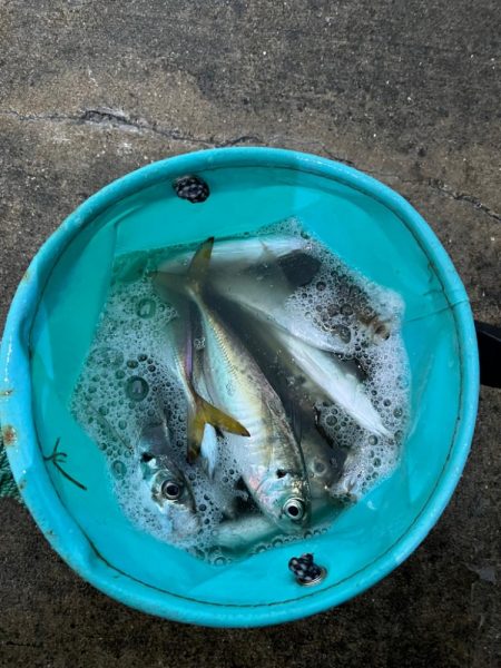 大アジよく釣れました