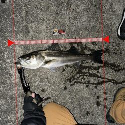 カゲロウでメリクリフイッシュ！