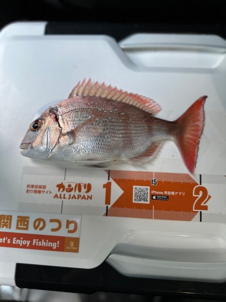 乗っ込みカレイ狙い