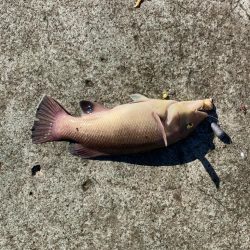 なんじゃこりゃ