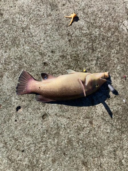 なんじゃこりゃ