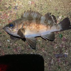 ジグ単で良型メバル