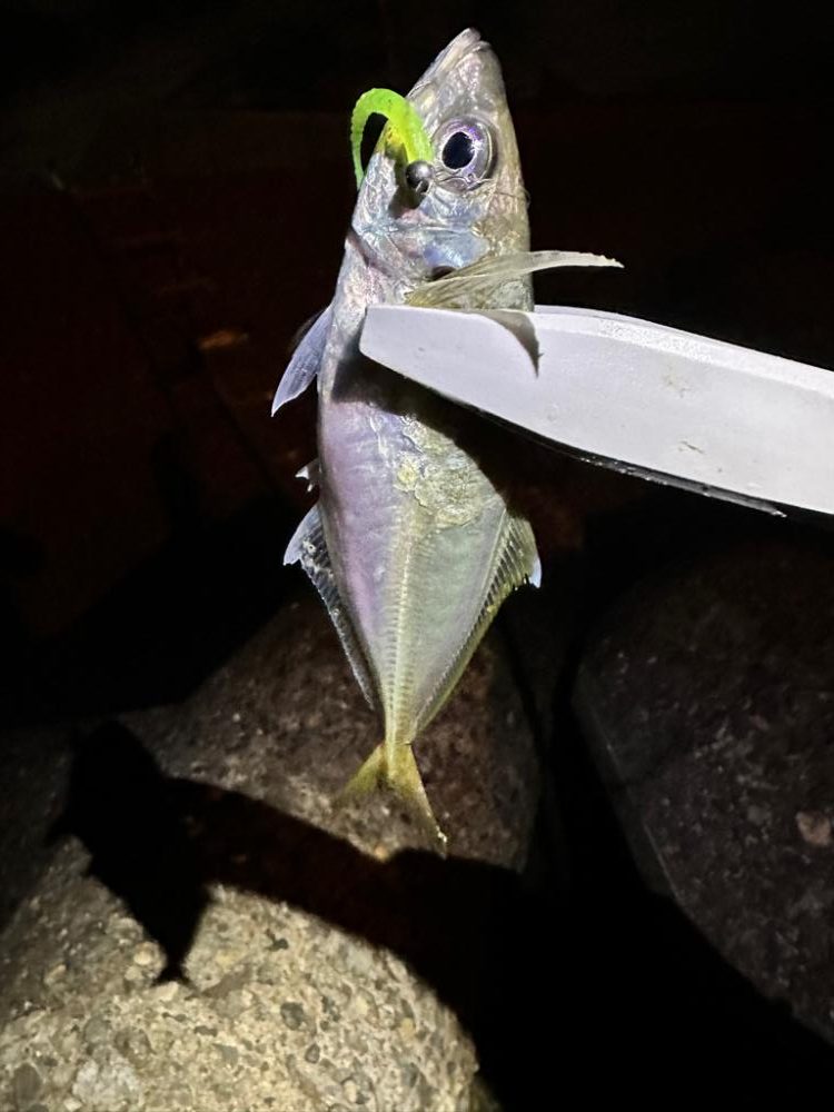 強風の中のアジング