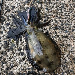 ボウス覚悟からの……