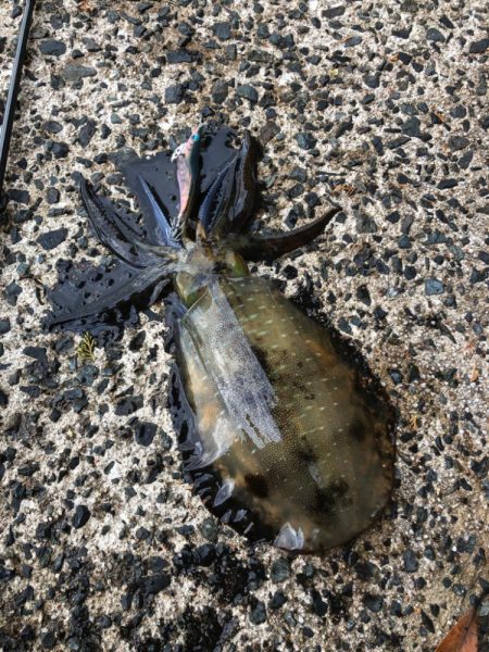 ボウス覚悟からの……