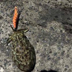 夕まずめから激渋