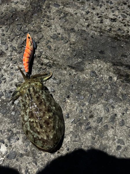 夕まずめから激渋