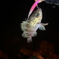 今日はライトゲーム