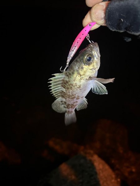 今日はライトゲーム